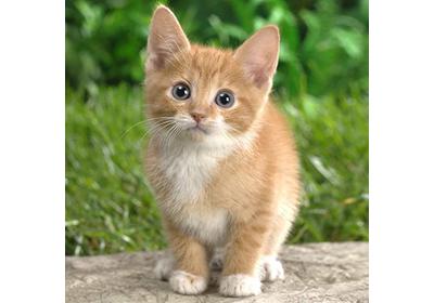 _images/cat.jpg
